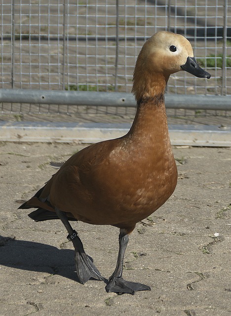 为尼克斯带